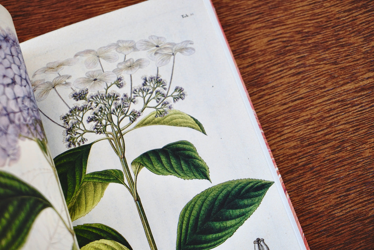 DSC00672_1200x1200.jpg?v=