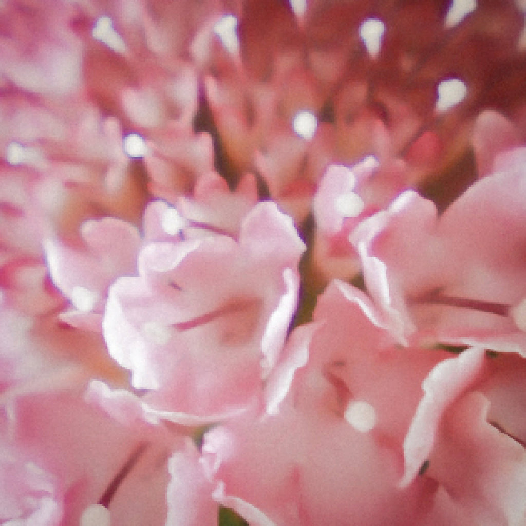 愛おしき日々 vol.8